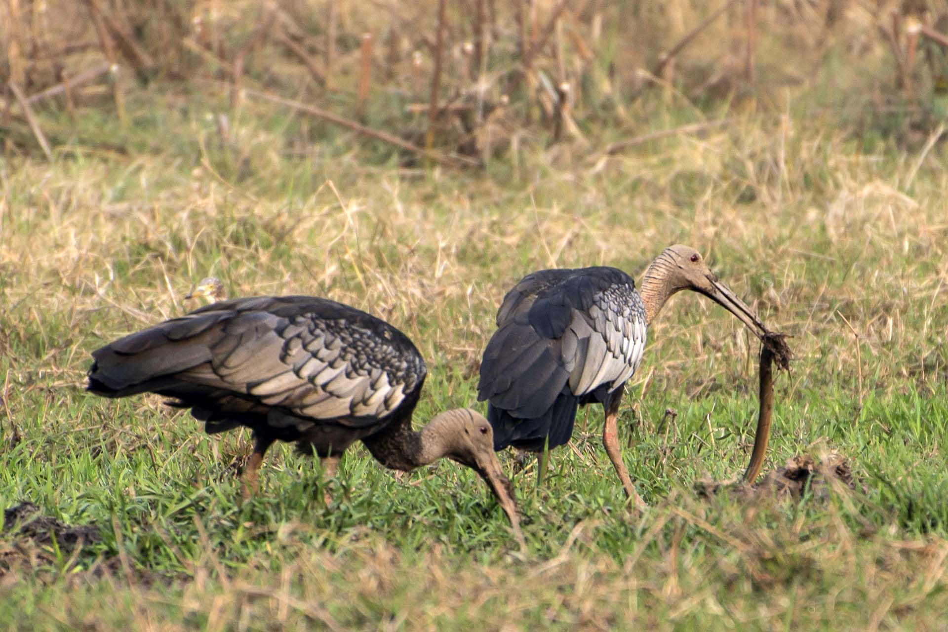 5-Day Typical Cambodia - Cambodia Bird Guide Association