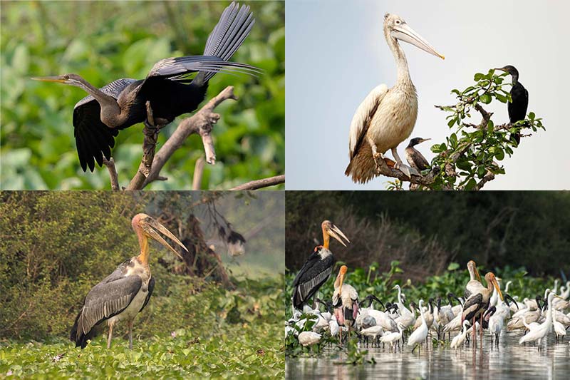 Prek Toal Bird Sanctuary Photo Gallery - Tonle Sab Birds