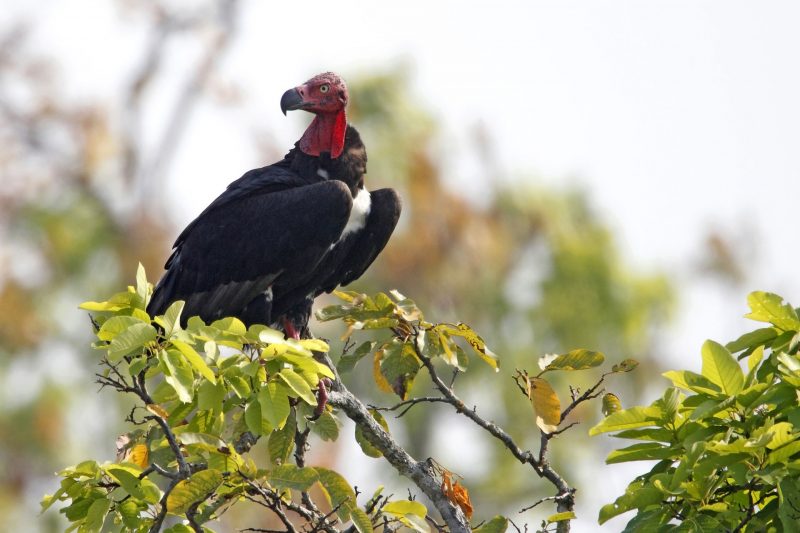 Red-headed Vulture - Cambodia Bird Guide Association