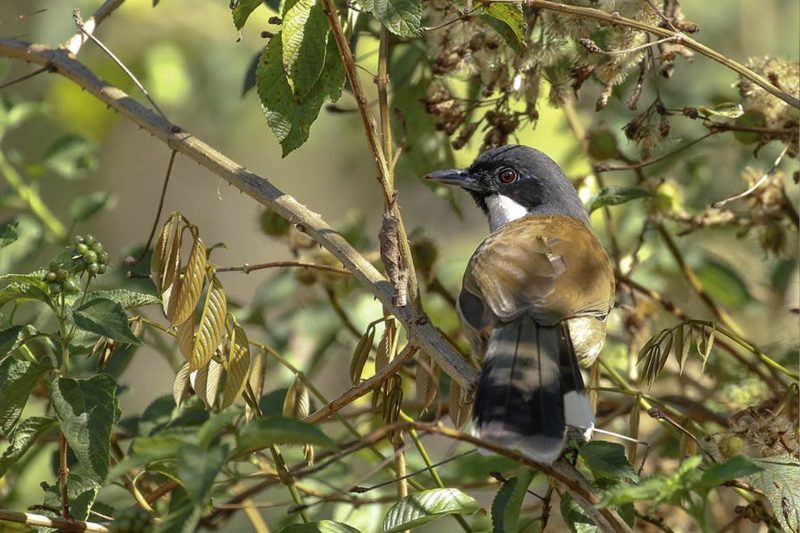 Keo Seima Wildlife Sanctuary - Cambodia's Eastern Plain - CBGA