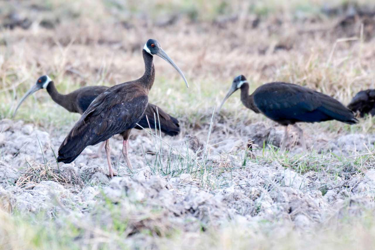 Site Bird Checklist Archives - Cambodia Bird Guide Association