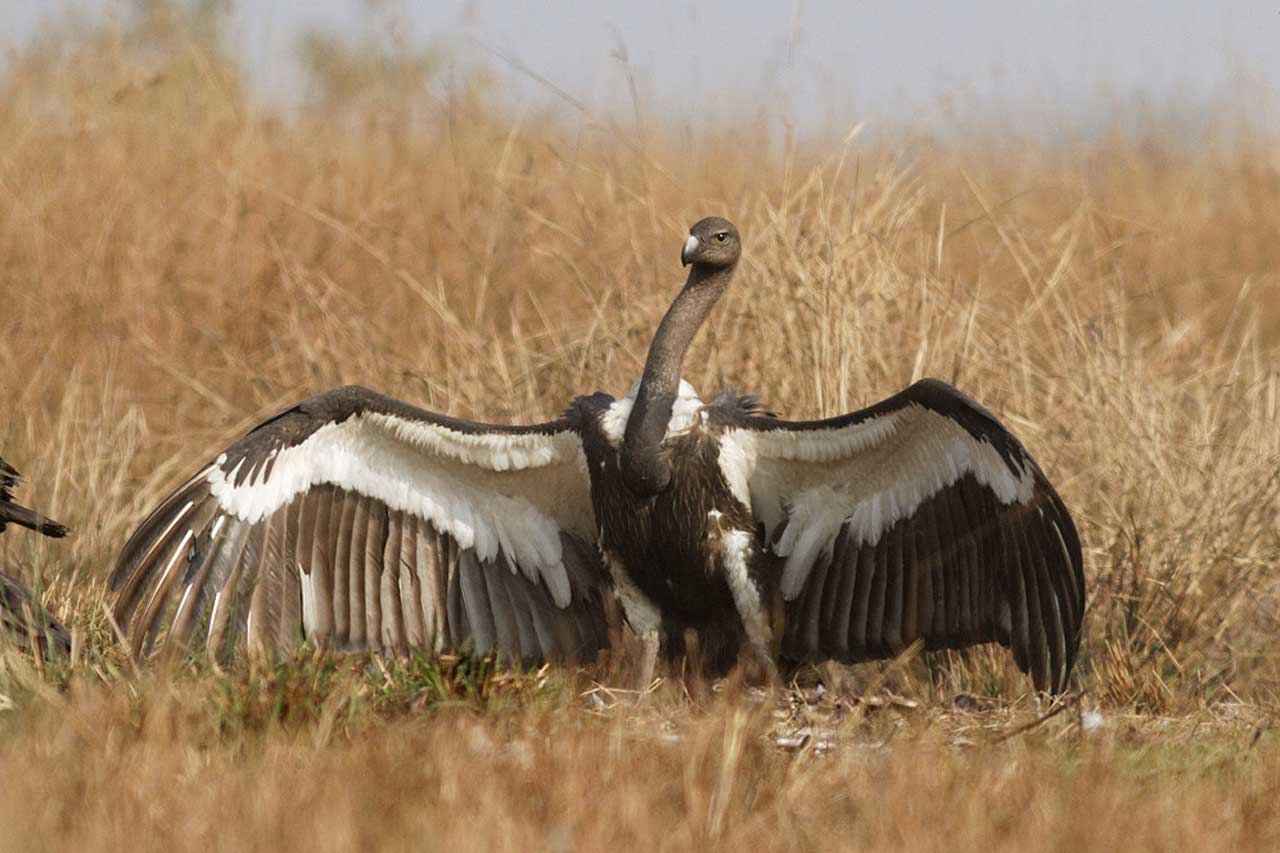 White-rumped Vulture - Critically Endangered - CBGA