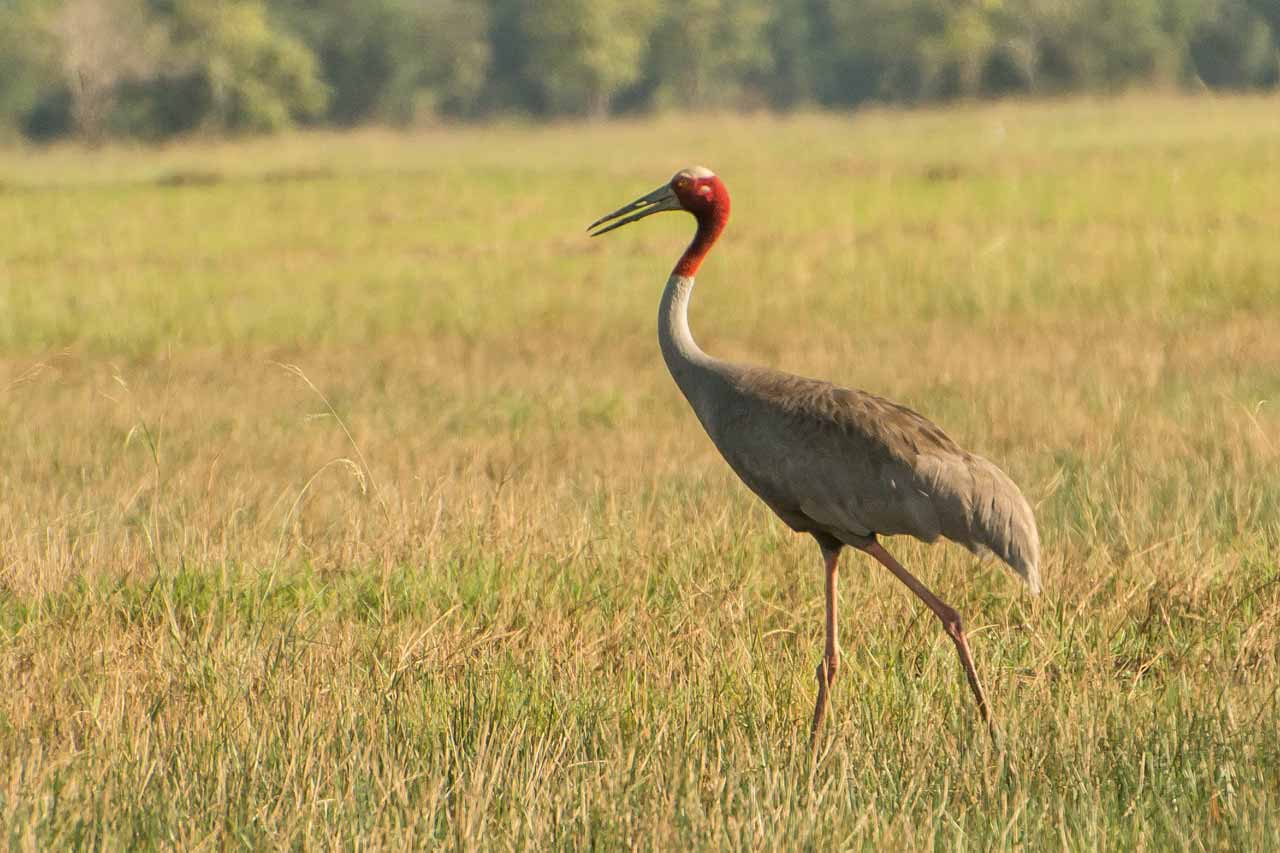 Sarus Crane / Target Species - Cambodia Bird Guide Association