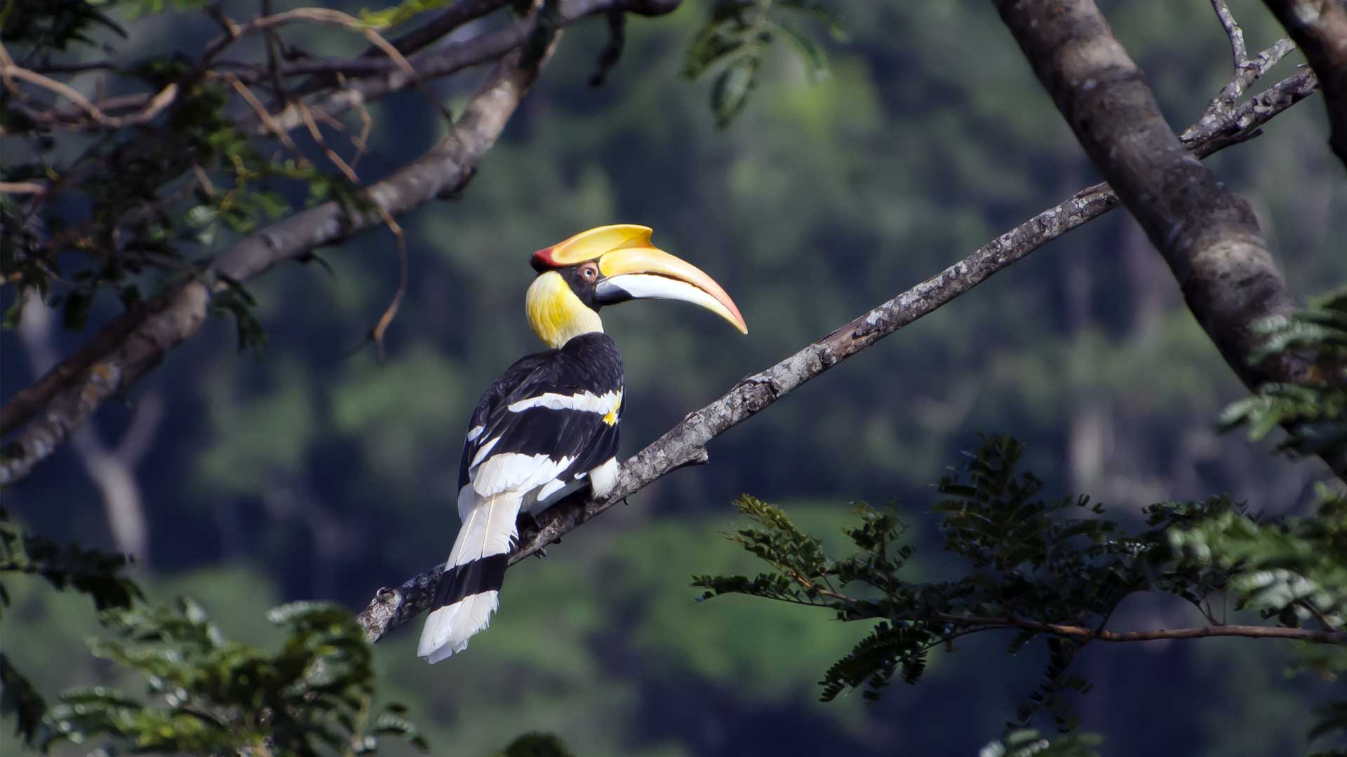 birding tours asia